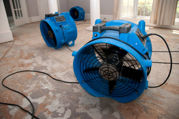 Best Mold removal after water damage  in Maplewood, MO